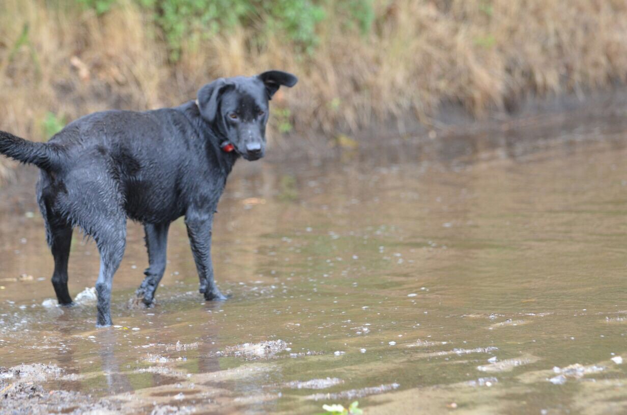 Heidi